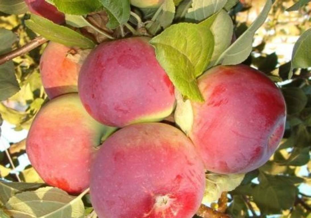 Яблоня анис – описание сорта и 5 главных преимуществ