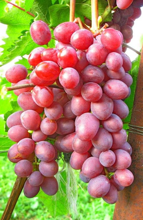 Виноград виктория: подробное описание, характеристики, плюсы и минусы сорта, особенности выращивания + отзывы садоводов