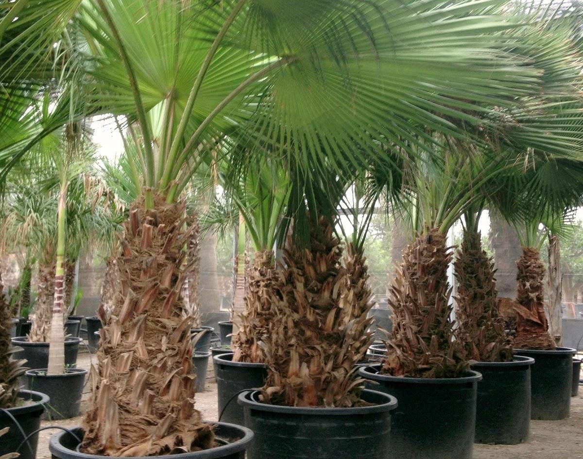 Комнатная пальма: фото и названия видов, как ухаживать