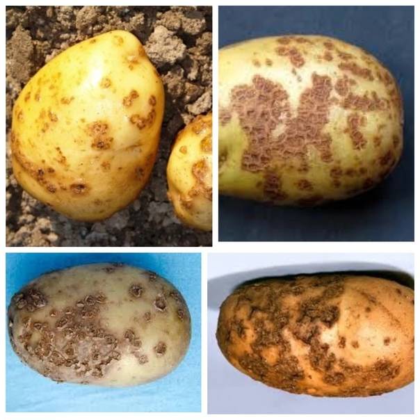 Виды парши картофеля и популярные средства борьбы с болезнью