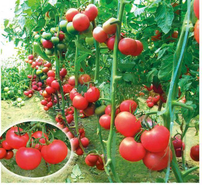 Томат пинк буш — описание, фото куста и плодов, характеристика, выращивание