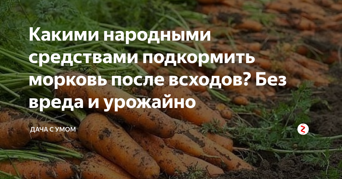 Подкормка моркови в открытом грунте народными средствами и минеральными удобрениями