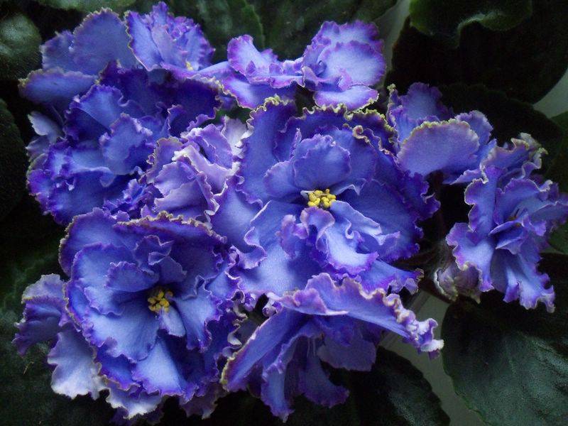 Голубые фиалки: фото и название сортов с белой каймой и цветками разной формы