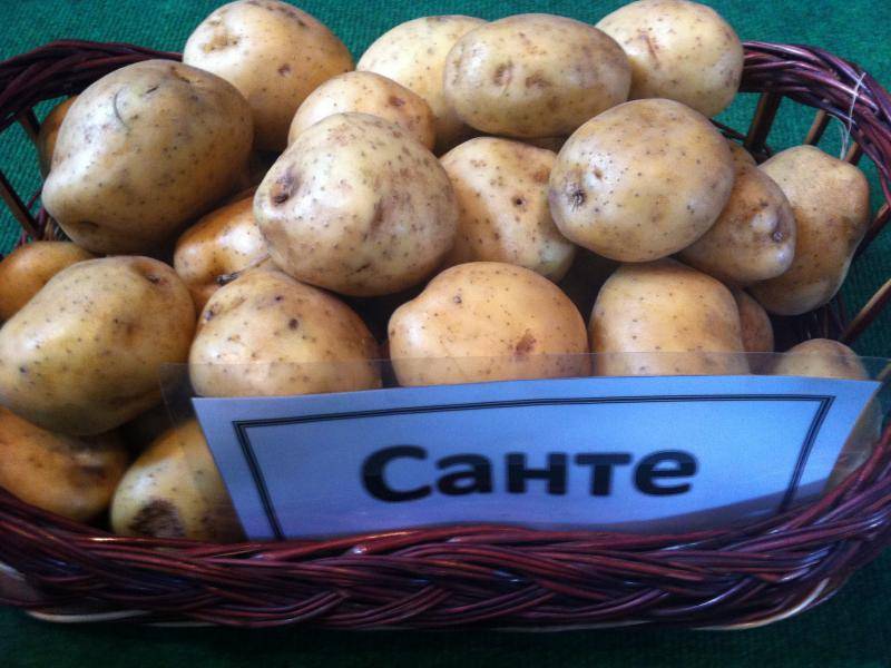 Сорт картофеля – санте: описание, качества, посадка и уход: характеристики, свойства, методы
