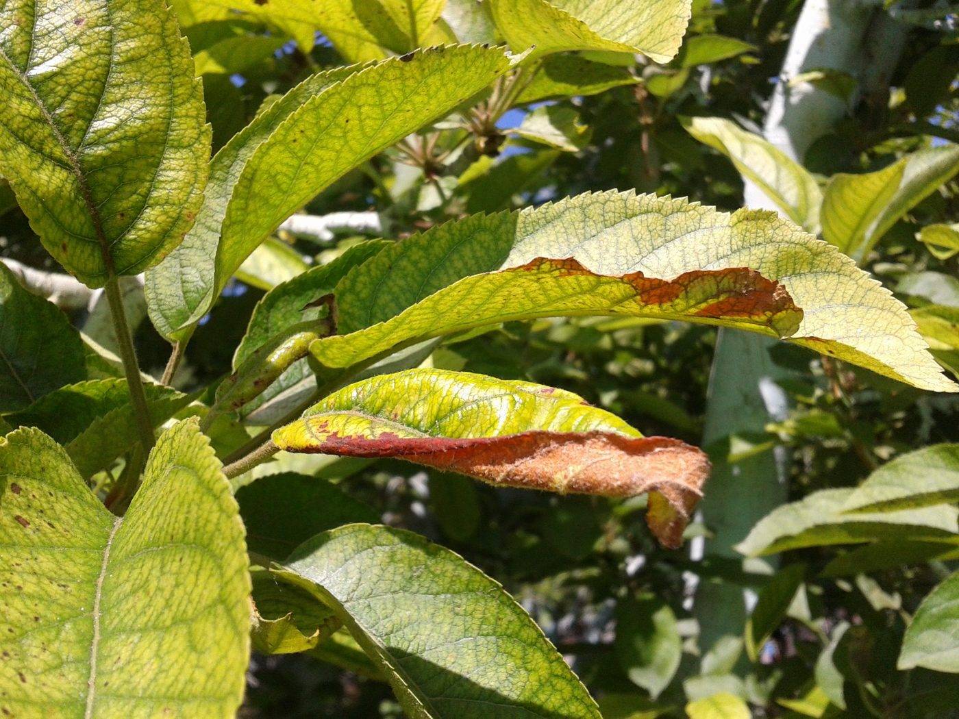Почему желтеют листья на яблоне, разбираем причины и что делать | tele4n.net