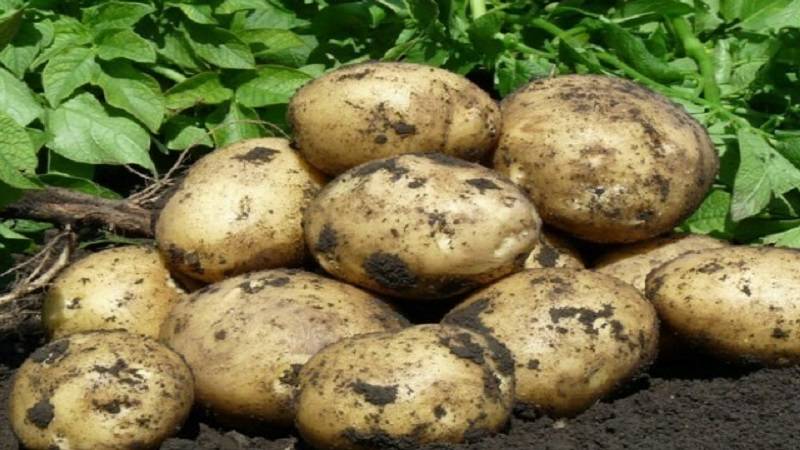 Картофель «коломбо»: описание сорта, фото и отзывы