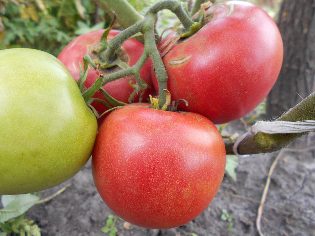 Томат яблочный липецкий: отзывы об урожайности, характеристика и описание сорта, фото