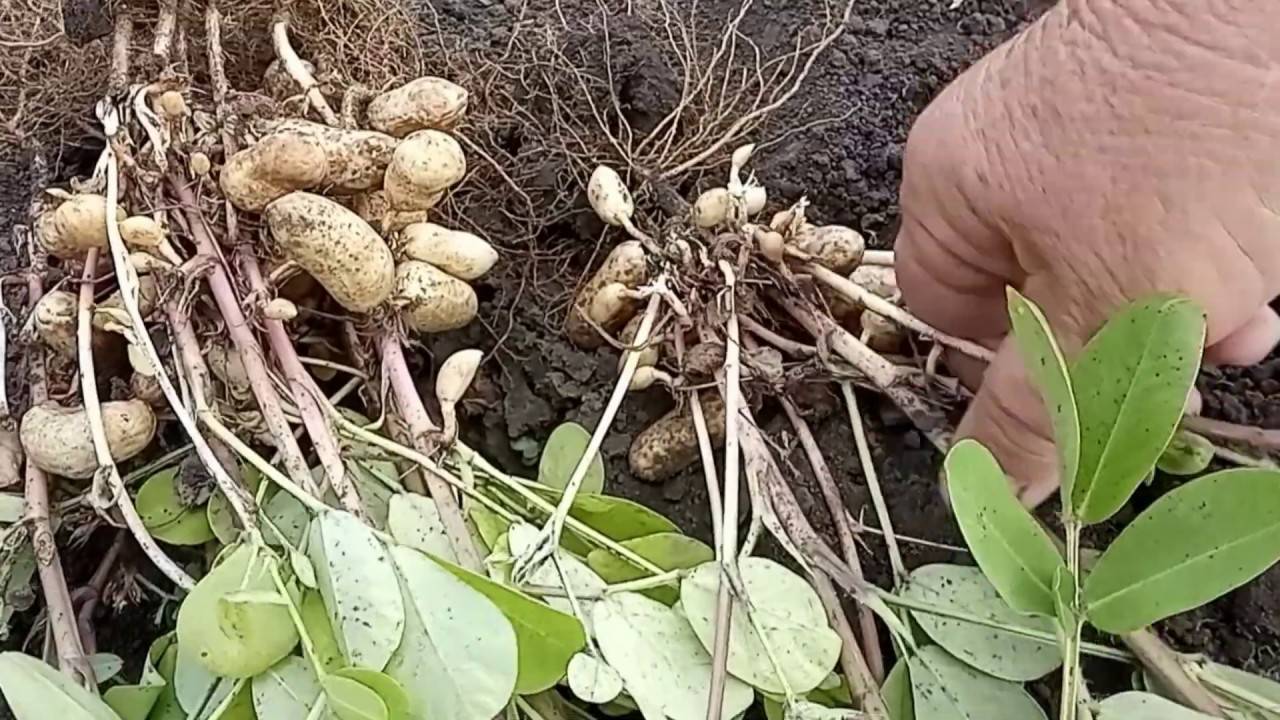 Как вырастить арахис в домашних условиях