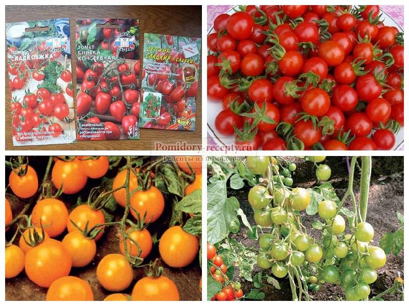 Семена высокорослых томатов: преимущества, лучшие сорта, уход