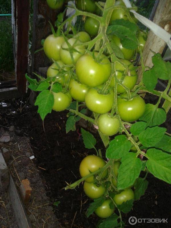 Яблонька россии: обильный урожай при минимальном уходе. описание универсального томата и советы по культивации