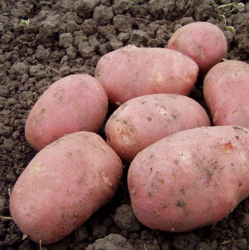 Описание и характеристики сорта картофеля рокко, выращивание и уход