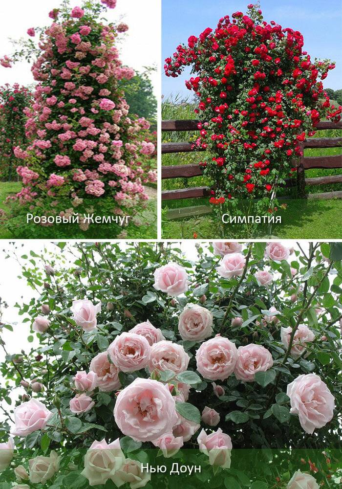 Плетистая роза: посадка и уход в открытом грунте, топ-10 сортов и выращивание