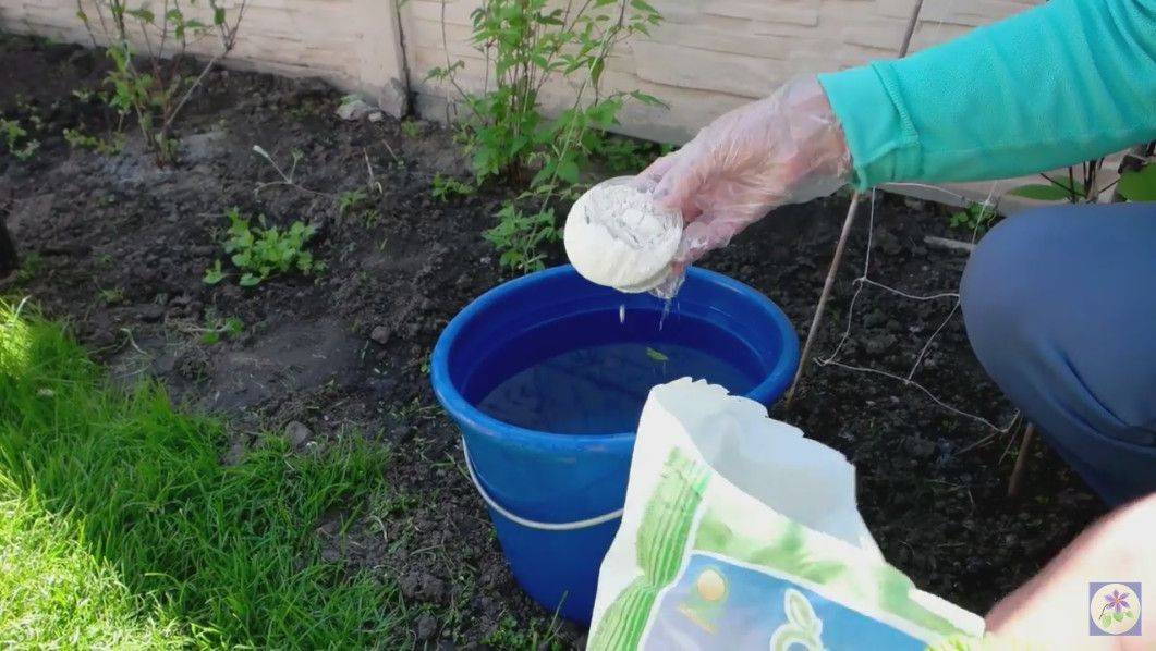 Как часто нужно поливать капусту в открытом грунте, сколько раз и какой водой