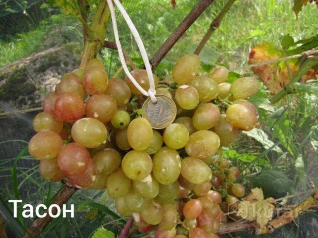Выращивание и уход за виноградной лозой тасон
