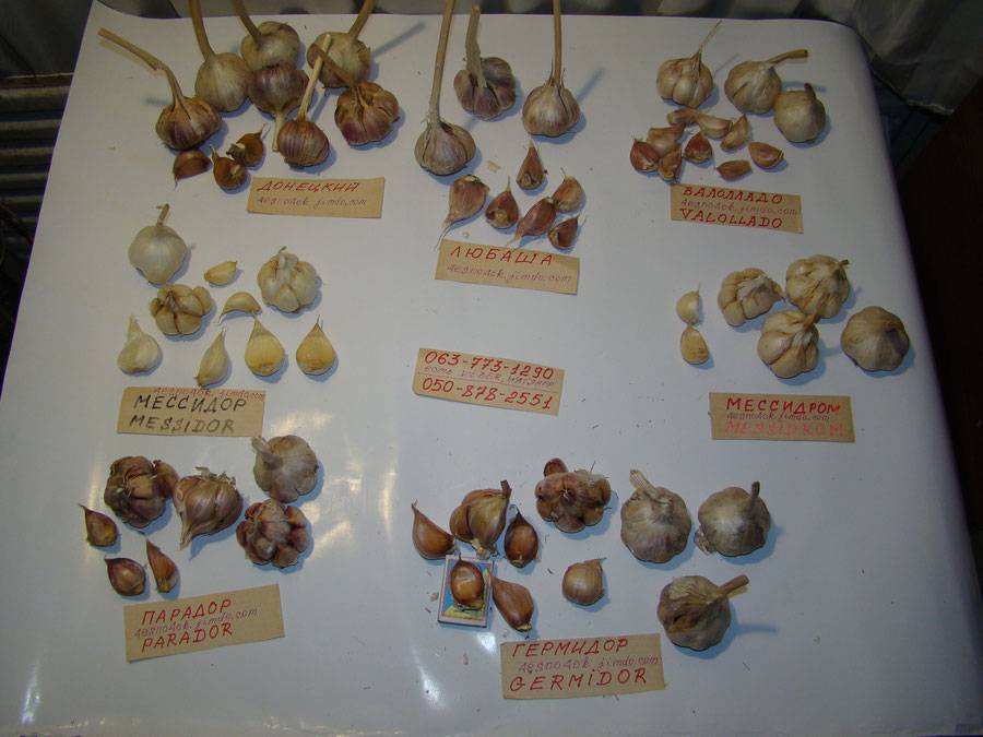 Чеснок грибовский: описание сорта, посадка и уход, отзывы, фото