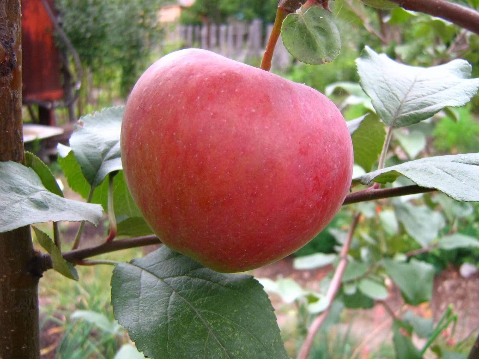 Зимние сорта яблонь для подмосковья - описание, уход, фото, период созревания, преимущества