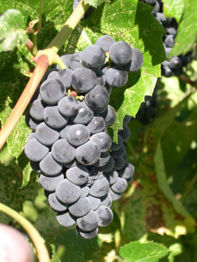 Виноград вэлиант: описание сорта, фото, отзывы