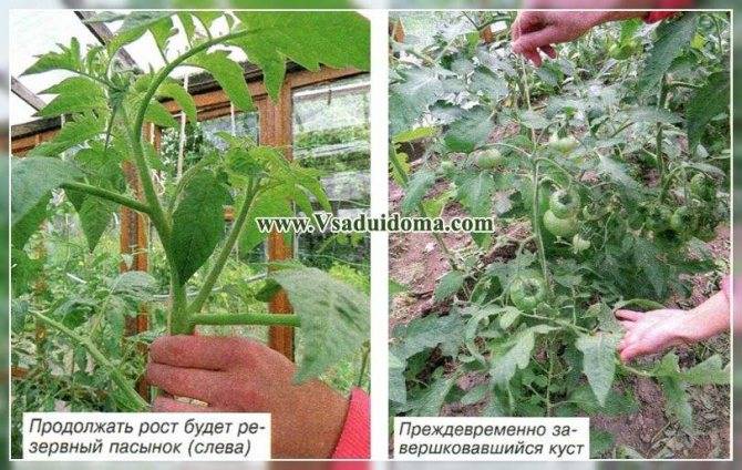 Описание томата фатер рейн, выращивание и распространенные болезни растения