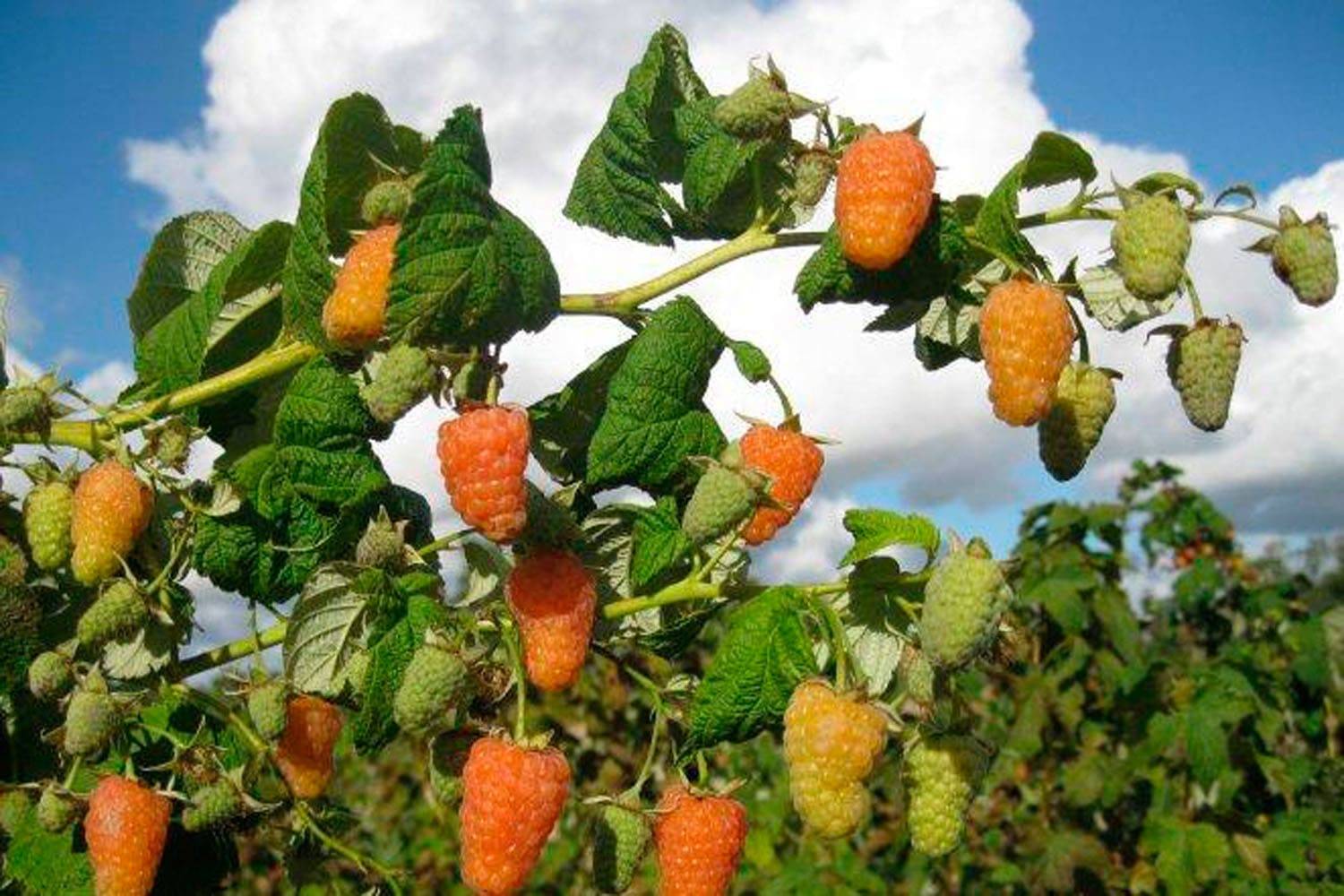 Малина оранжевое чудо: описание сорта, отзывы, выращивание