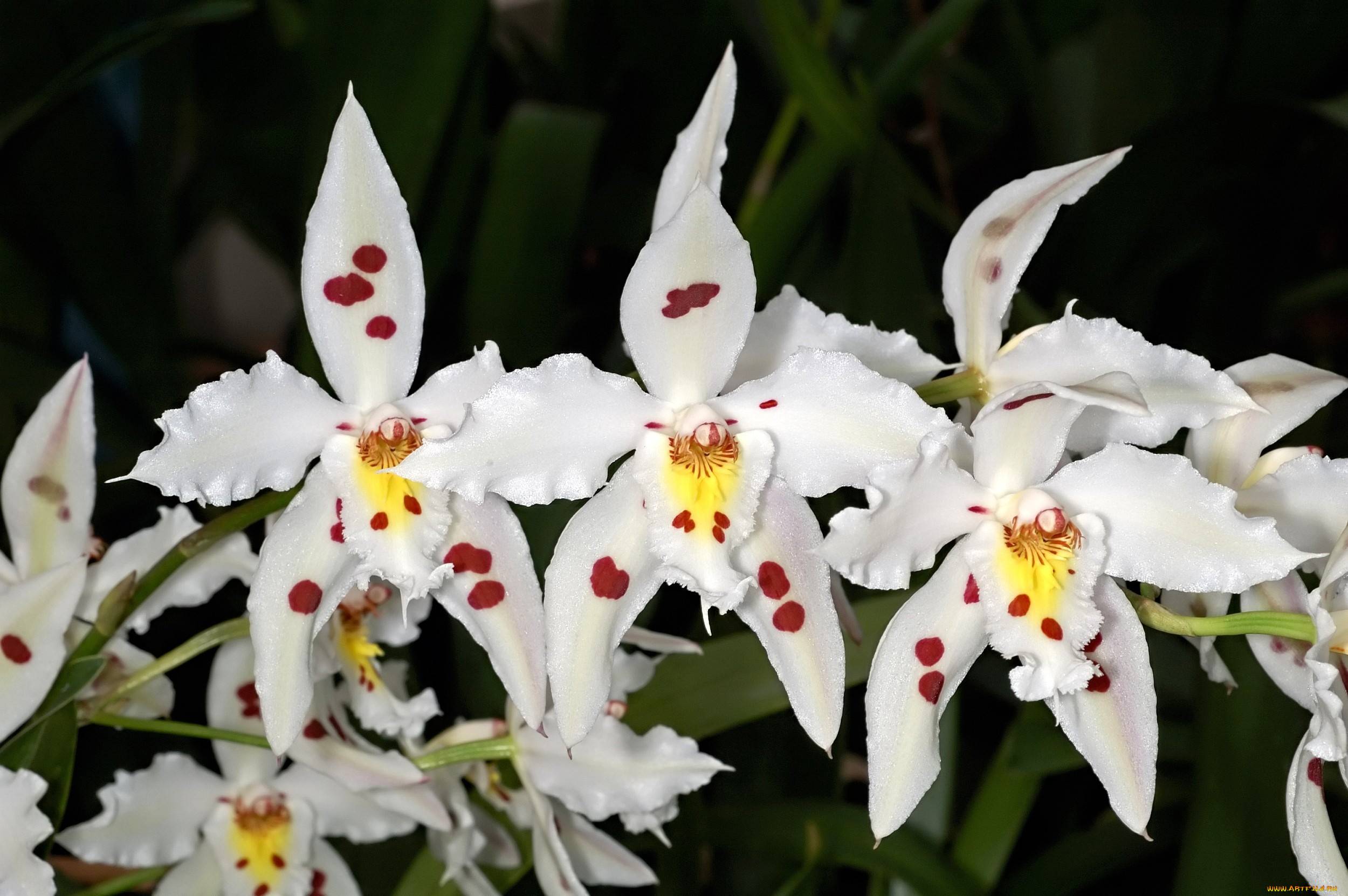 Орхидея Одонтоглоссум