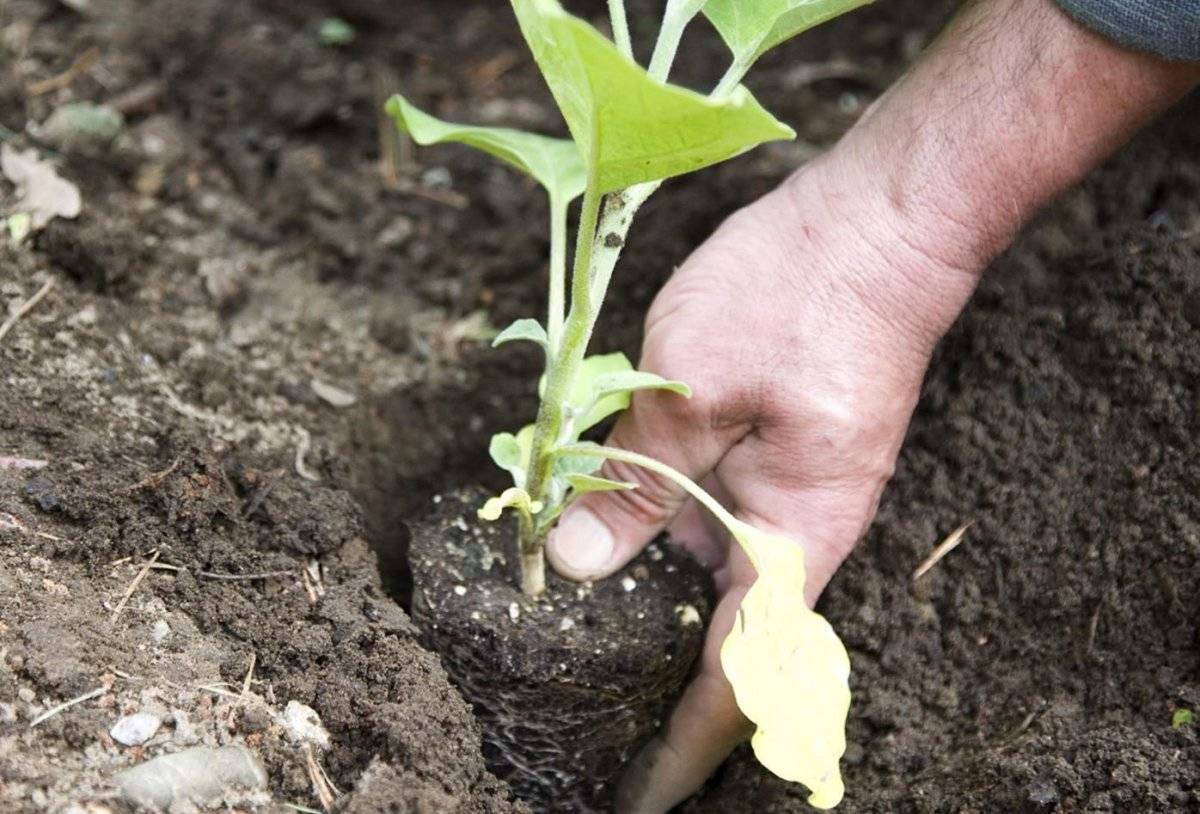 Как вырастить баклажаны в открытом грунте