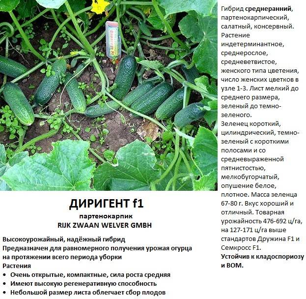 Огурец клавдия f1: подробное описание и правила выращивания сорта