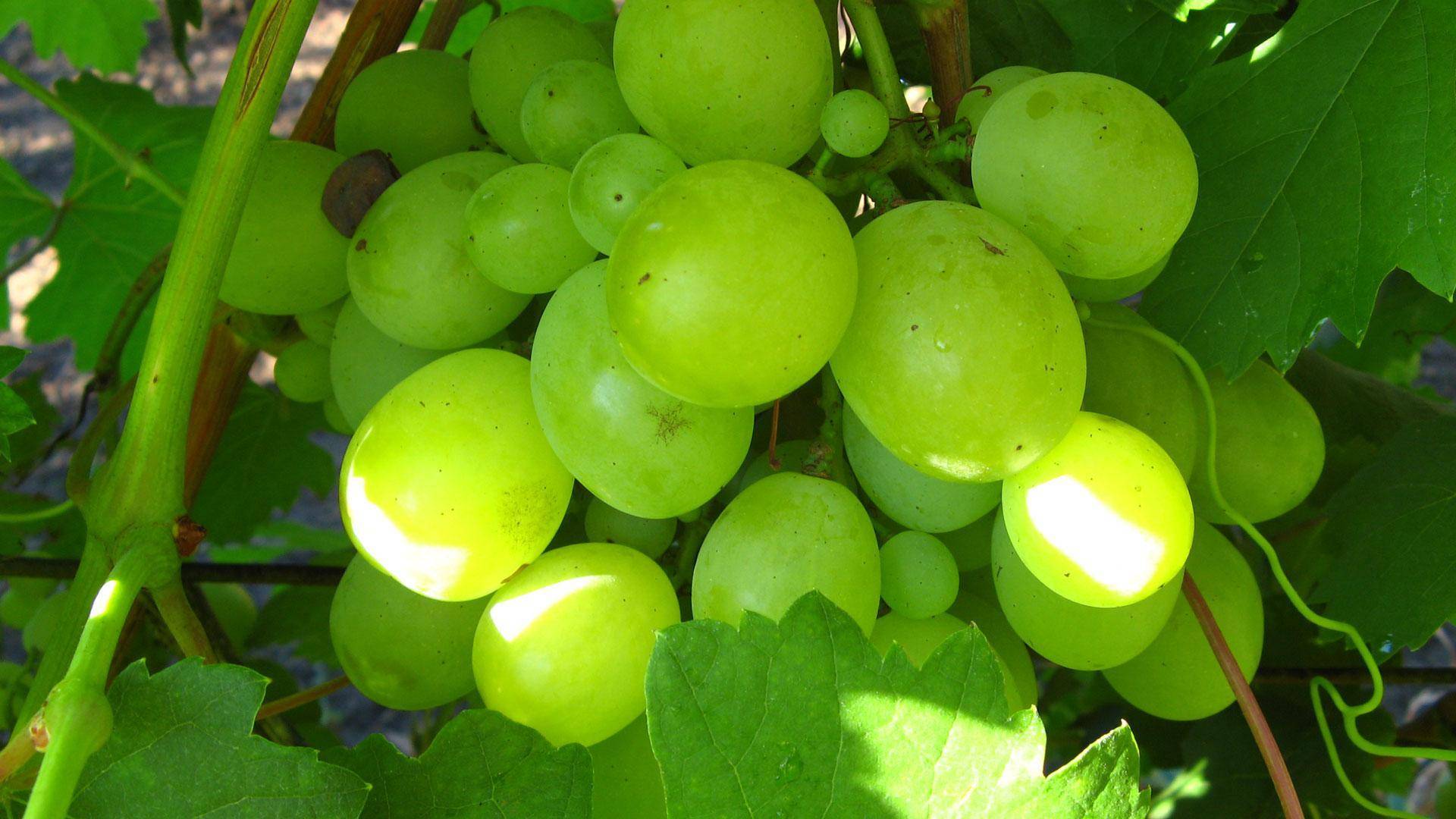 Описание винограда сорта Виктория, выращивание и уход