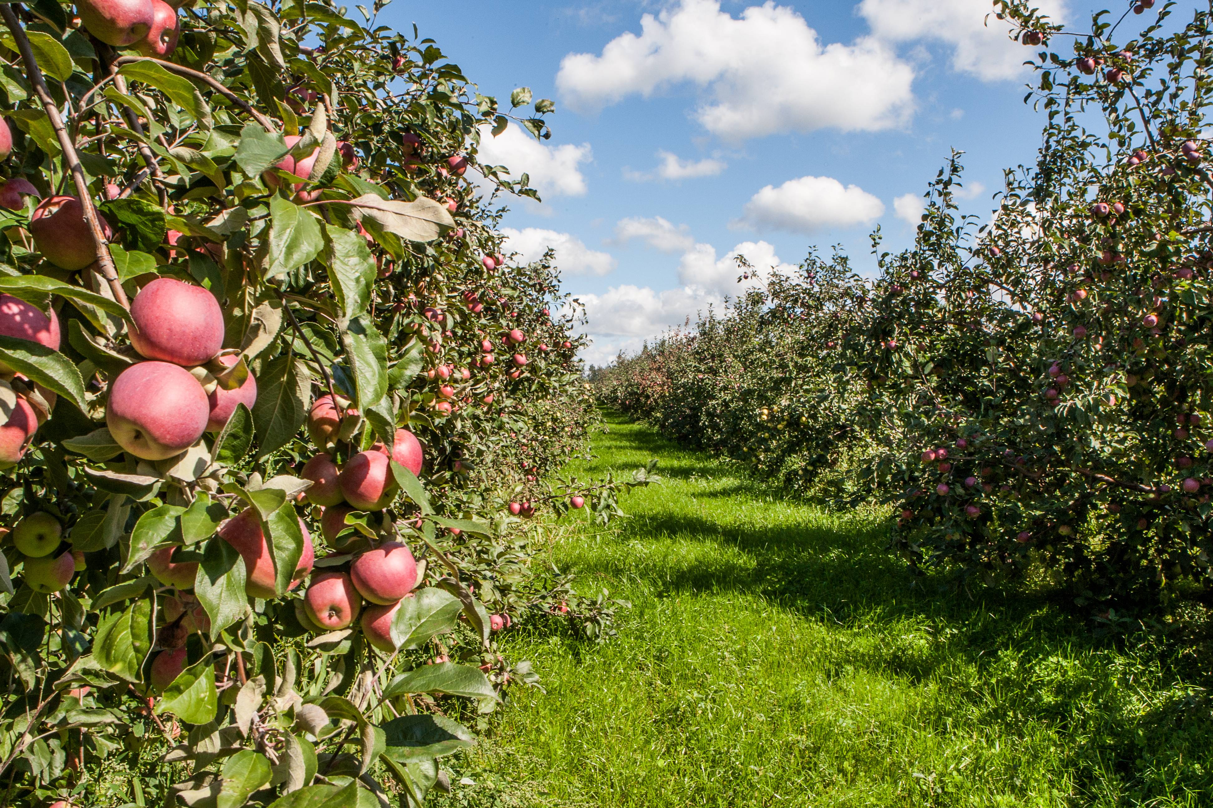 Яблочные сады в Липецкой области Лебедянь