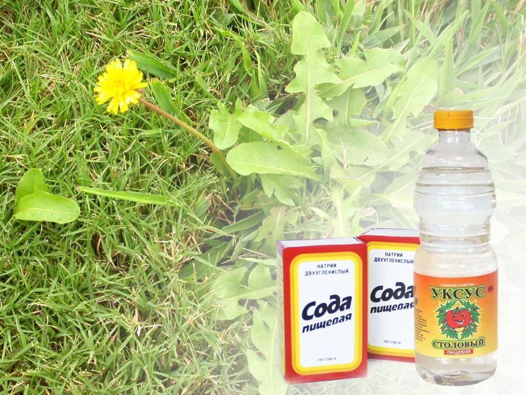 Пищевая сода для подкормки растений и не только / асиенда.ру