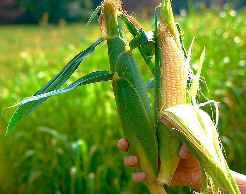 Где растет кукуруза: страны-лидеры, районы выращивания в россии, сорта для открытого грунта