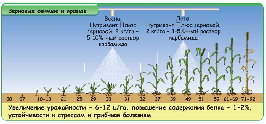 Удобрения для кукурузы на зерно, на силос при посеве на даче в 2021 году. органические, минеральные удобрения, народные рецепты