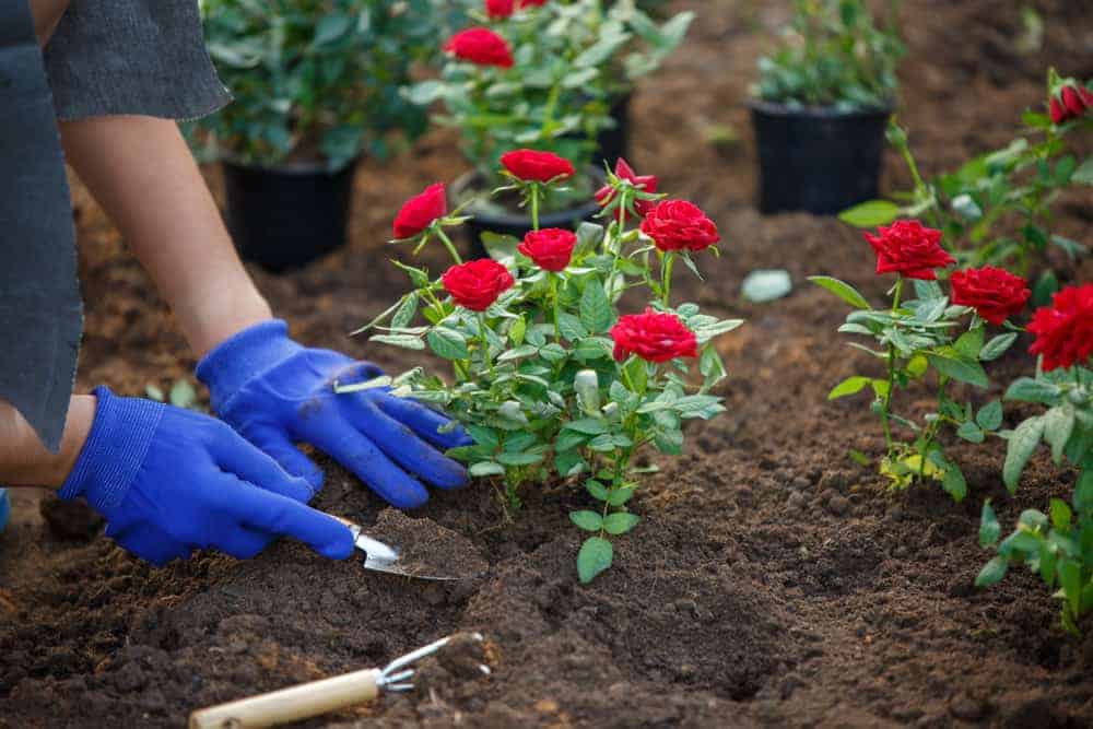 Когда пересаживать розы на новое место весной: сроки, правила