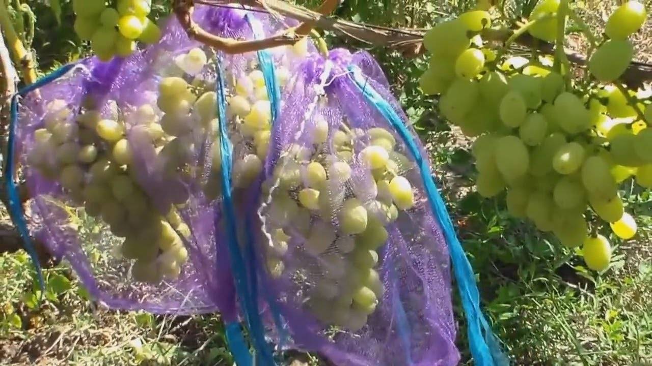 Как защитить виноград от ос, защита урожая