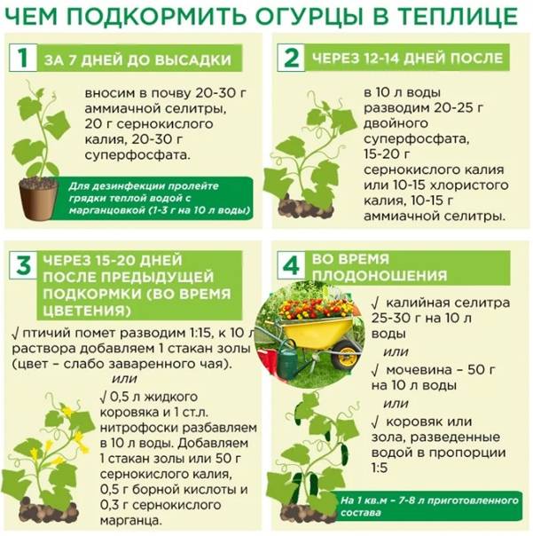 Подкормка капусты в открытом грунте: как и чем лучше удобрять для роста