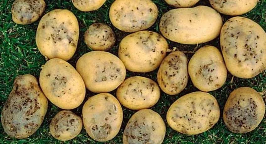 Картофельная моль - меры борьбы с картофельной молью при хранении