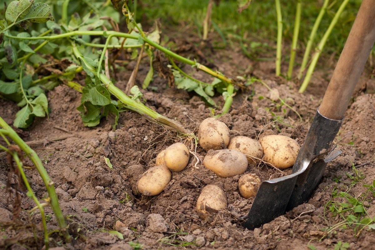 Когда выкапывать картофель на хранение в 2021 году: благоприятные дни
