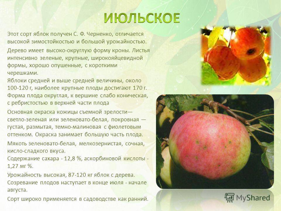 Описание и характеристики сорта яблонь июльское черненко, история и выращивание - всё про сады