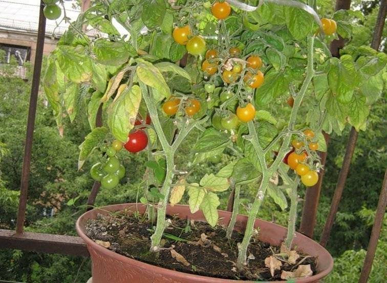 Томат балконное чудо: характеристика и описание сорта, выращивание и уход