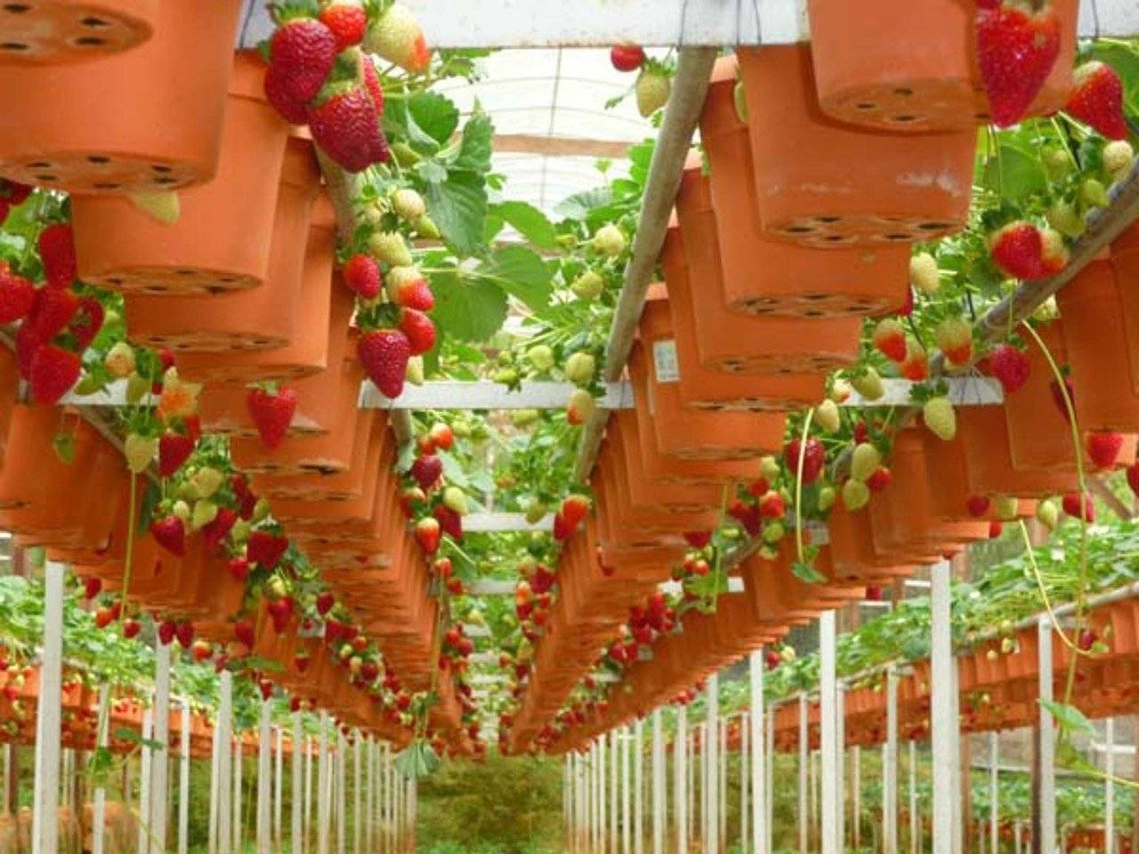 Узкие грядки или посадка томатов по митлайдеру: правила и особенности технологии
