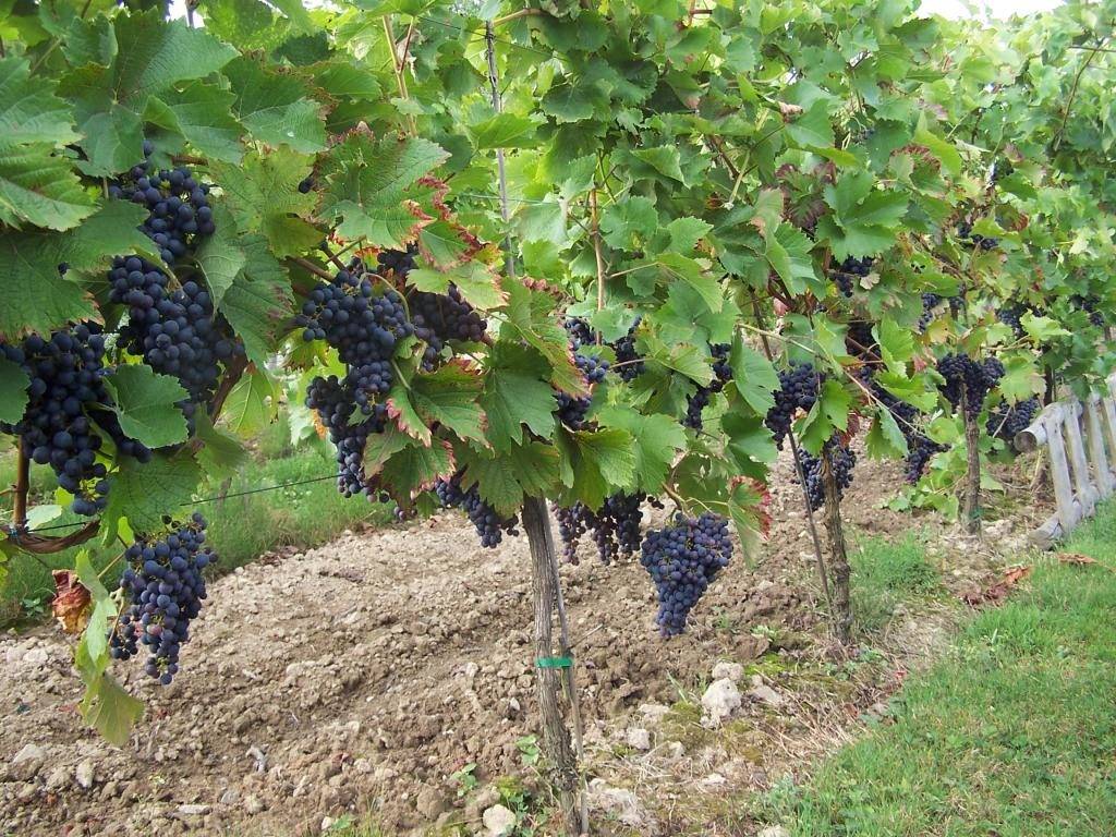 Характеристики и описание винограда сорта вэлиант, посадка и уход