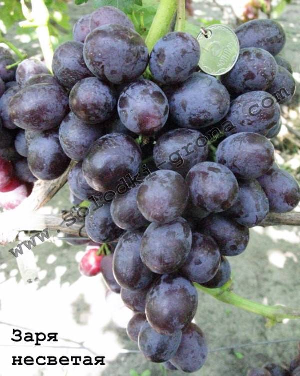 Размножение винограда