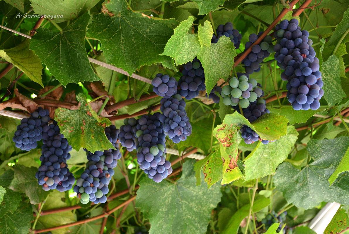 Виноград, который ели древние римляне — сорт «санджовезе»