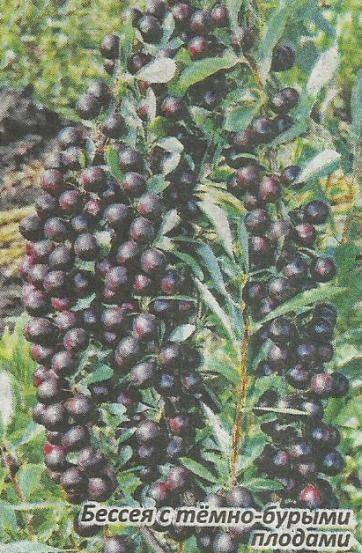 Описание и размножение вишни сорта бессея, правила посадки и ухода