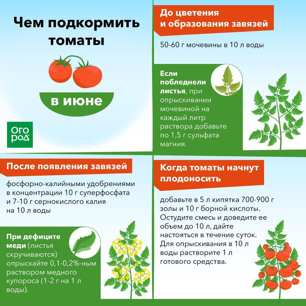 Какими удобрениями подкормить помидоры в открытом грунте и теплице