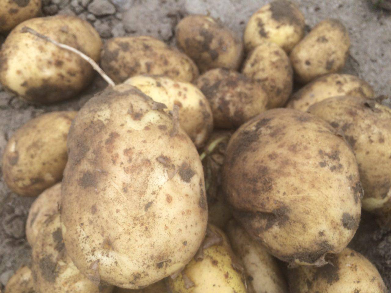 Сорт картофеля «бриз» – описание и фото