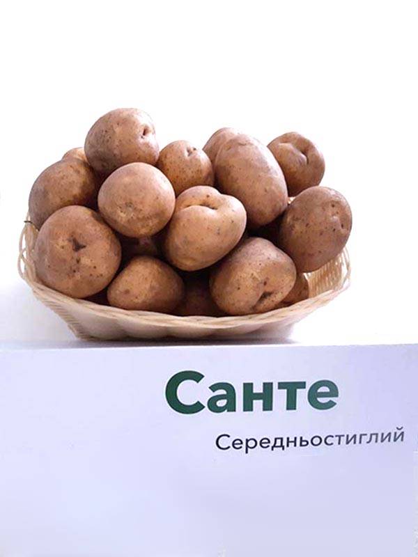 ᐉ сорт картофеля санте (санта) – описание и фото - roza-zanoza.ru