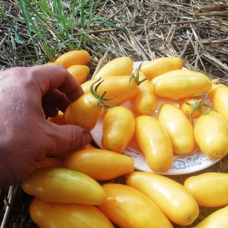 Характеристика сорта томатов Банановые ноги, описание плодов и выращивание