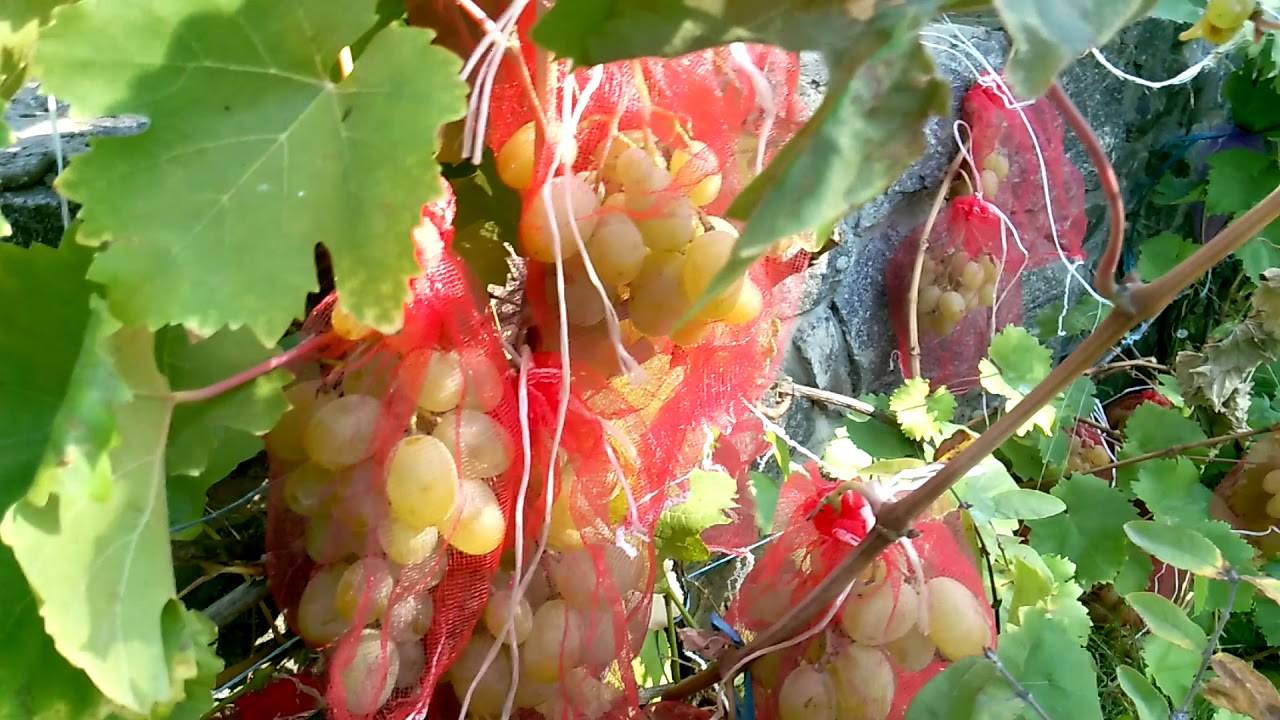 Как избавиться от ос на винограде во время его созревания