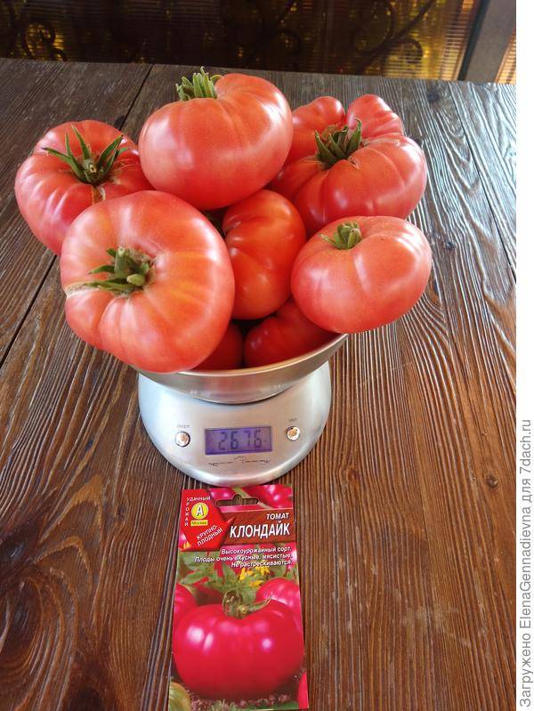 Клондайк - к — сорта томатов - tomat-pomidor.com - отзывы на форуме