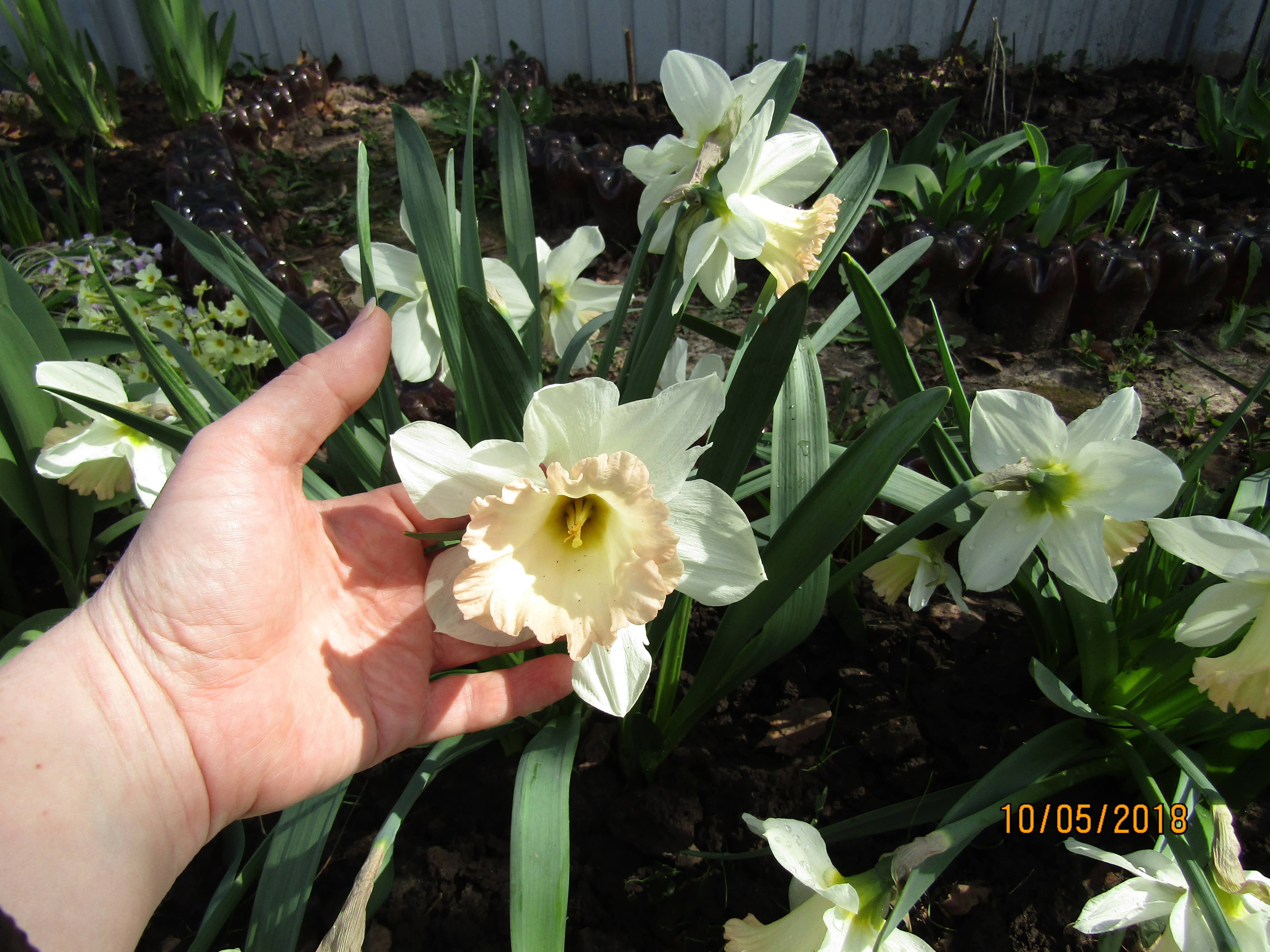 Нарциссы: посадка и уход в открытом грунте, фото, что после цветения